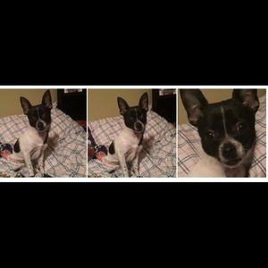 Meet your Posher, Brody